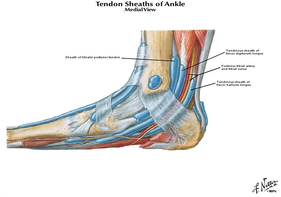 족근관을 지나는 구조물들- Tibial N, medial plantar N, lateral plantar N, Tibialis posterior tendon, Flexor digitorum longus tendon, Flexor hallucis longus tendon