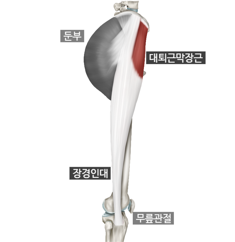 옆에서 본 대퇴근막장근과 장경인대