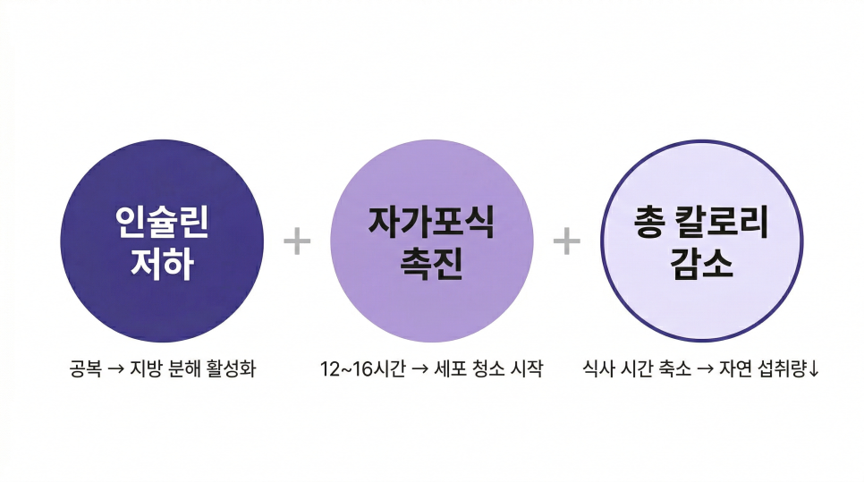 간헐적 단식 살 빠지는 원리