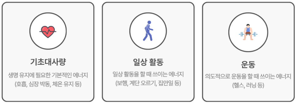 우리 몸의 에너지 소비 구조