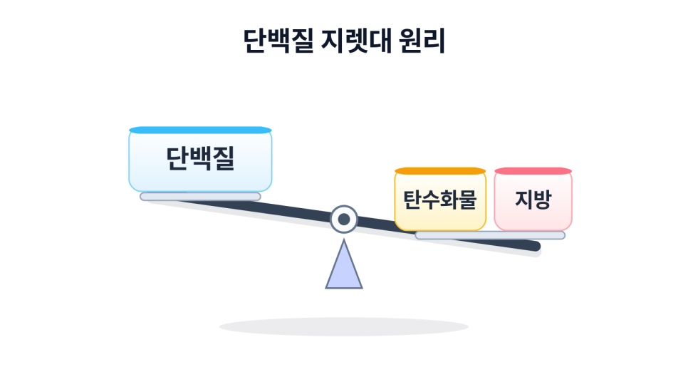 단백질 지렛대 이론