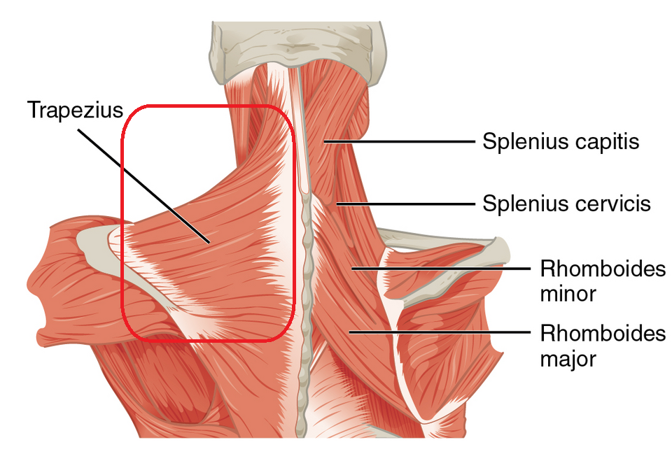 승모근(trapezius)