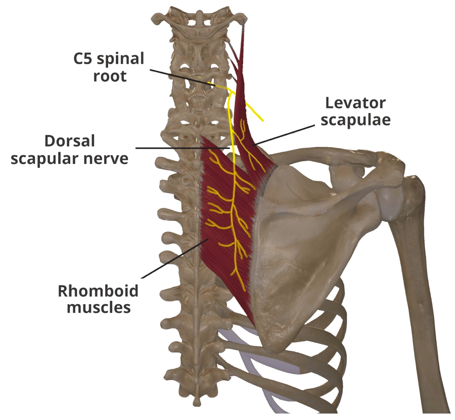 능형근과 견갑배신경(Dorsal scapular nerve)