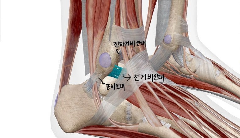 출처: visible body