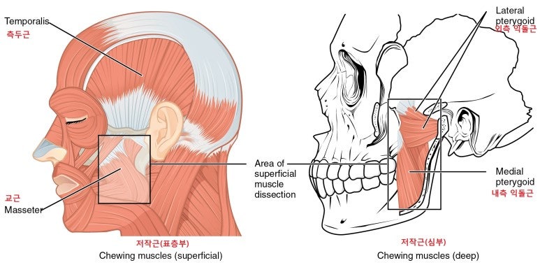 출처 : http://www.ysyh.co.kr/official.php/home/info/2418