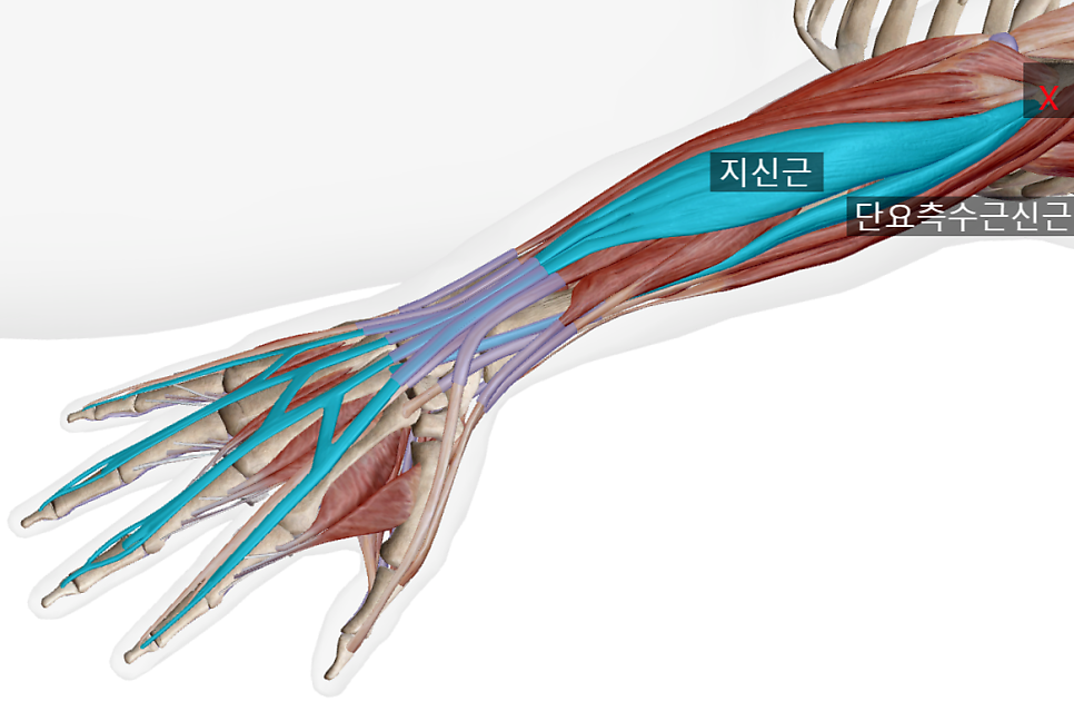 출처: visible body suite