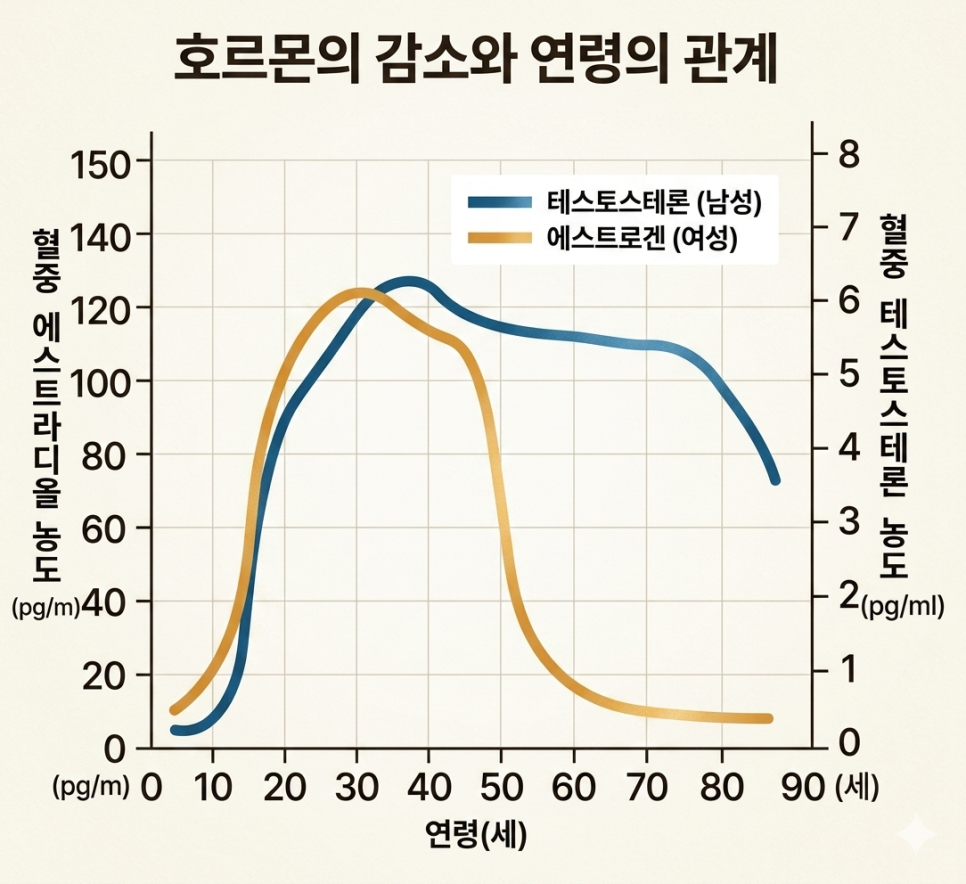 40세 부근에서 꺾이는 성호르몬
