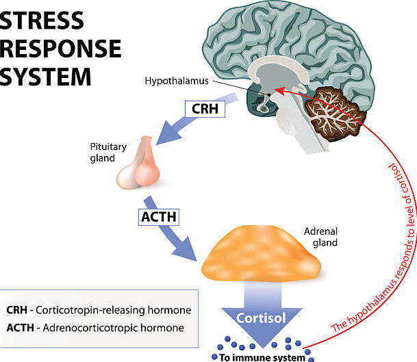 human brain stress hormones cortisol concept illustration