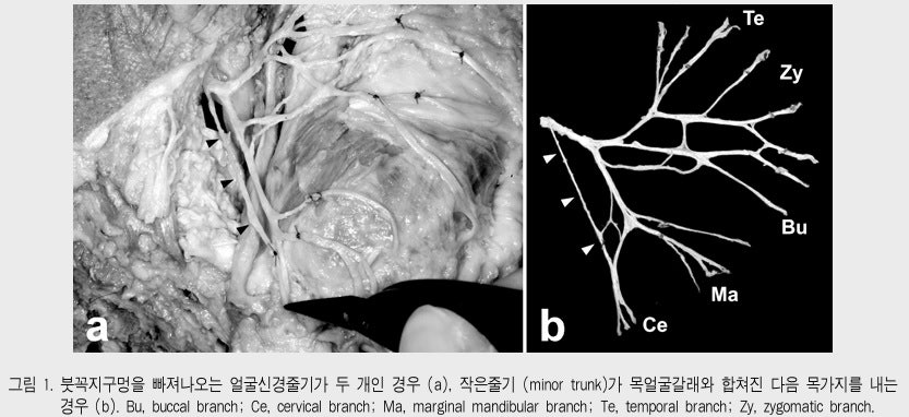 곽현호, 박봉수, 김희진. 얼굴신경의 해부학. 대한치과의사협회지. 2012;50(10):624-629 논문 내에서 인용함.