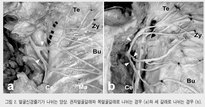 곽현호, 박봉수, 김희진. 얼굴신경의 해부학. 대한치과의사협회지. 2012;50(10):624-629 논문내에서 인용함.