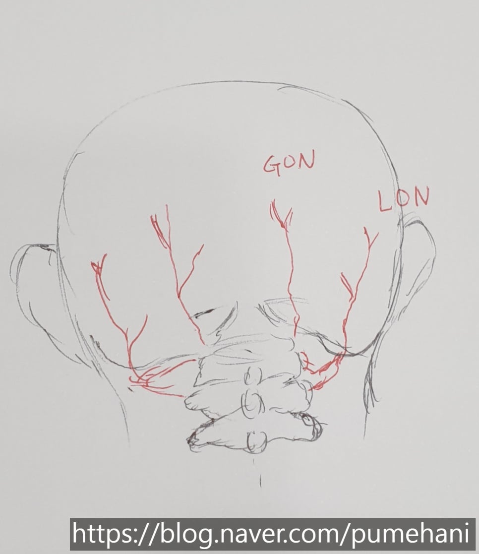 GON : 대후두신경, LON : 소후두신경