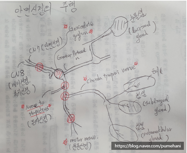 그림에서 'Geniculate ganglion'은 슬신경절, 'Chorda tympani nerve'는 고삭신경, 'nerve of Stapedius'는 등골신경을 의미합니다.