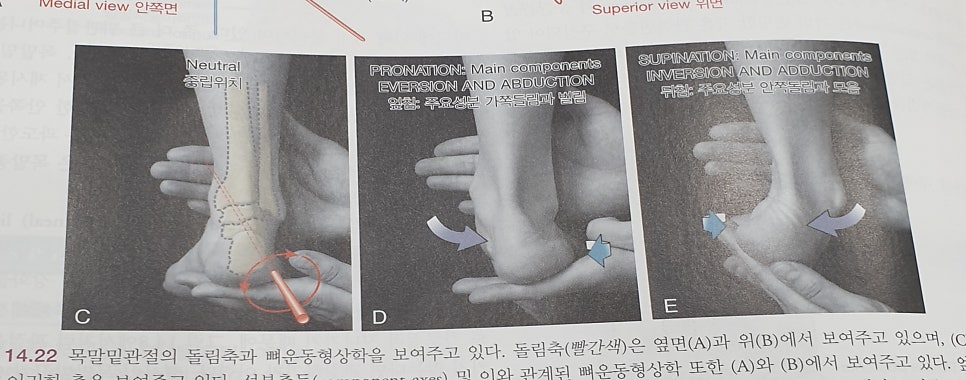 출처 : 뉴만 kinesiology, 666p, 목말밑관절, 14.22