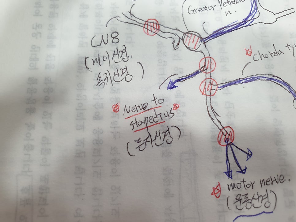 등자신경 부분부터 마비가 올 때