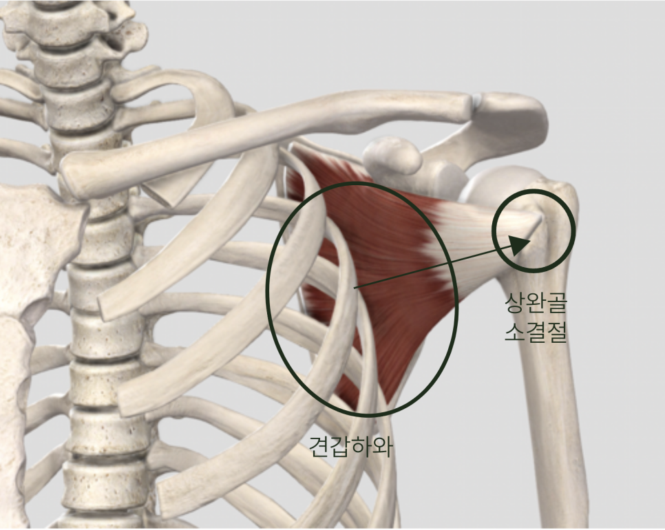 견갑하근의 해부학적 위치