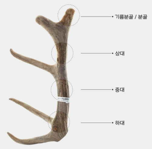 녹용의 부위