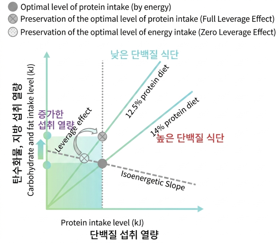 단백질 함량이 낮은 식단은 과식을 유발할 수 있다. / GEHRING, Joséphine; GAUDICHON, Claire; EVEN, Patrick C. Food intake control and body weight regulation by dietary protein. Cahiers de Nutrition et de Diététique, 2020, 55.6: e1-e8. 이미지 ai 변환