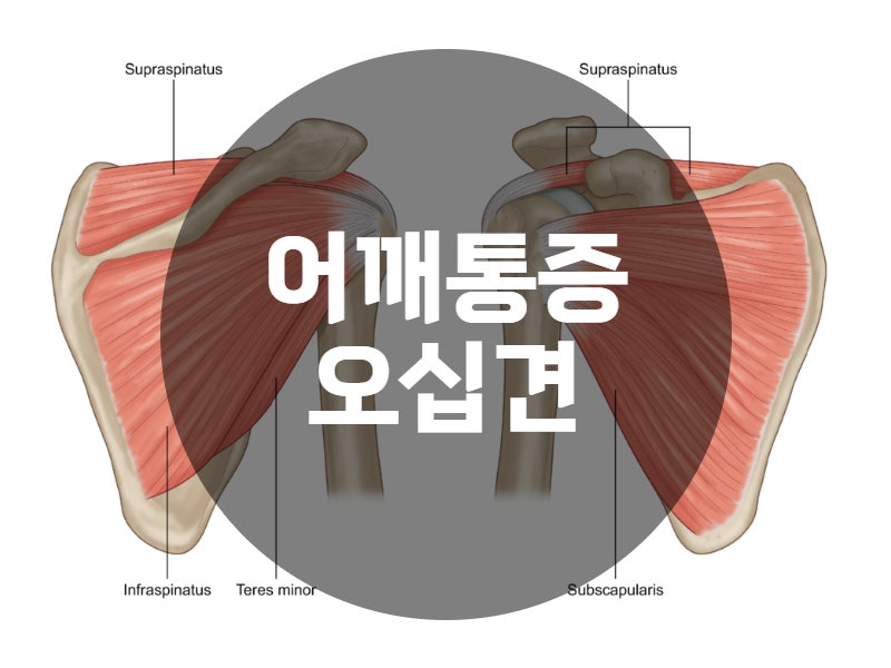 회전근개: 극상근 극하근 소원근 견갑하근