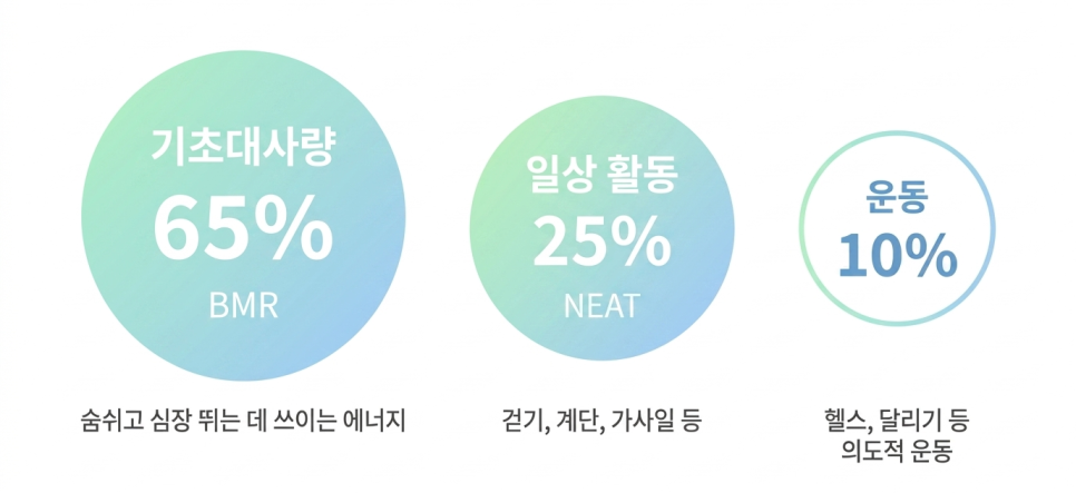 기준: 일반 성인 기준 추정값 (Pontzer et al., 2012; 2016)