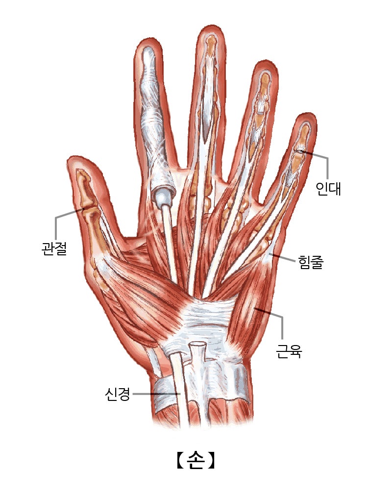 출처 - 서울 아산병원