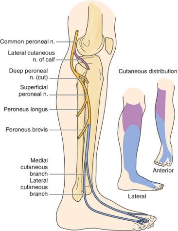 천비골신경 - https://seriouslysciatic.wordpress.com/common-peroneal-nerve/