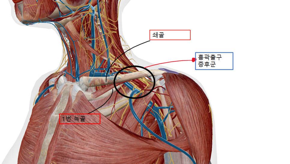 흉곽출구부위 해부학적 구조