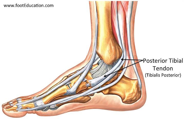 후경골건의 해부학적 위치