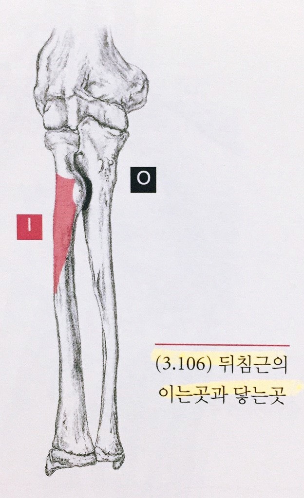회외근의 O(Origin.기시부.검은색))과 I(Insertion.정지부. 빨간색)