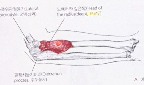 팔 가쪽면에서 본 회외근(악수할때와 비슷한 팔 자세에서 본것)