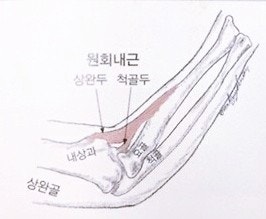 밑에 있는 팔이 상완(위팔)이고, 오른쪽에 있는 팔이 전완(아래팔)이다.(팔씨름할때 팔의 자세를 생각하면 될듯하다.)