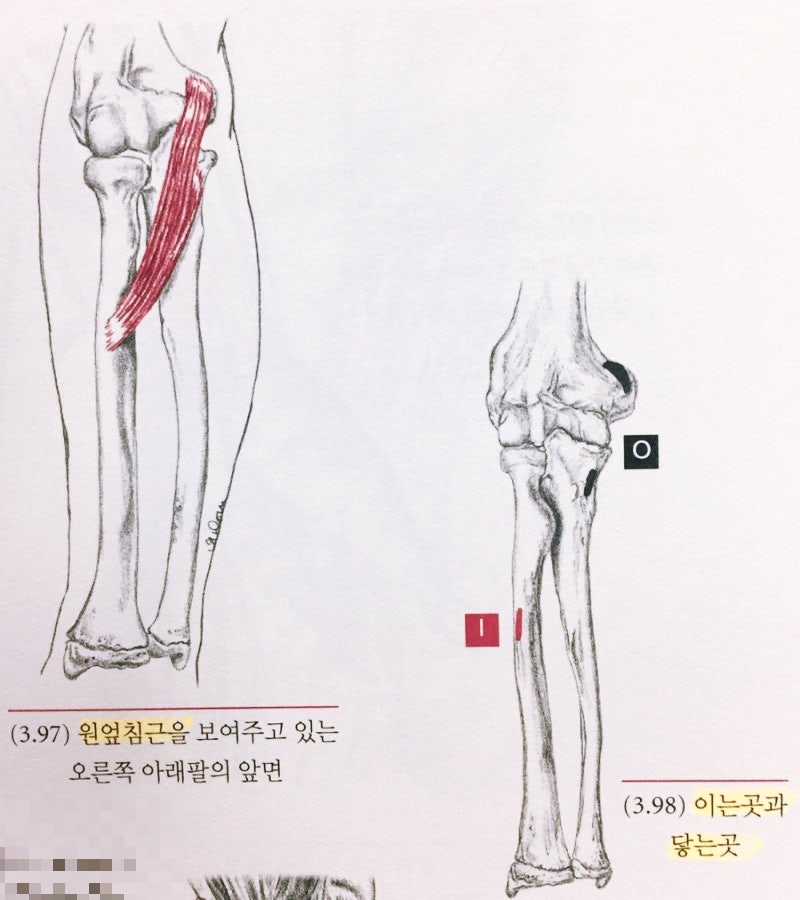 O(Origin.기시부.검은색))과 I(Insertion.정지부. 빨간색)