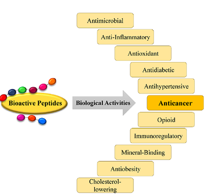 출처 : Bioactive peptides from food science to pharmaceutical industries: Their mechanism of action, potential role in cancer treatment and available resources.