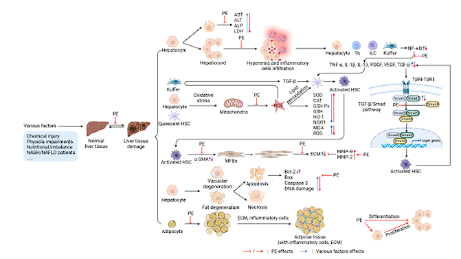 출처 : Protective Effect and Mechanism of Placenta Extract on Liver