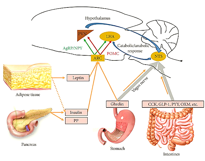 출처 : Molecular Mechanisms of Appetite Regulation