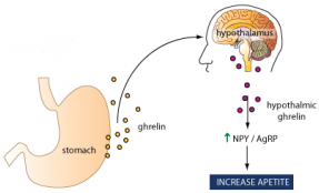 출처 : What is Ghrelin? The Hunger Hormone