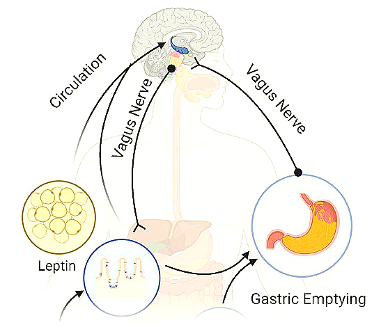 출처 : Satiety (Sciencedirect)