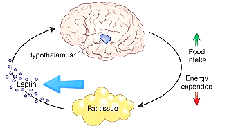 출처 : Always Hungry Never Full: Healthy Appetite & Hormones