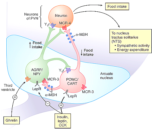 출처 : Control of energy balance by two types of neurons of the arcuate nuclei. Fig.1