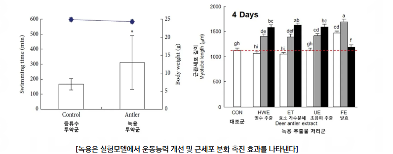 JO, Kyungae, et al. Effect of Deer Antler extract on muscle differentiation and 5-aminoimidazole-4-carboxamide ribonucleoside (AICAR)-induced muscle atrophy in C2C12 cells. Food Science of Animal Resources, 2021, 41.4: 623.