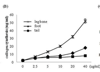 한우 사골국의 피부세포 콜라겐 합성 향상 (Collagen synthesis of skin fibroblast.)