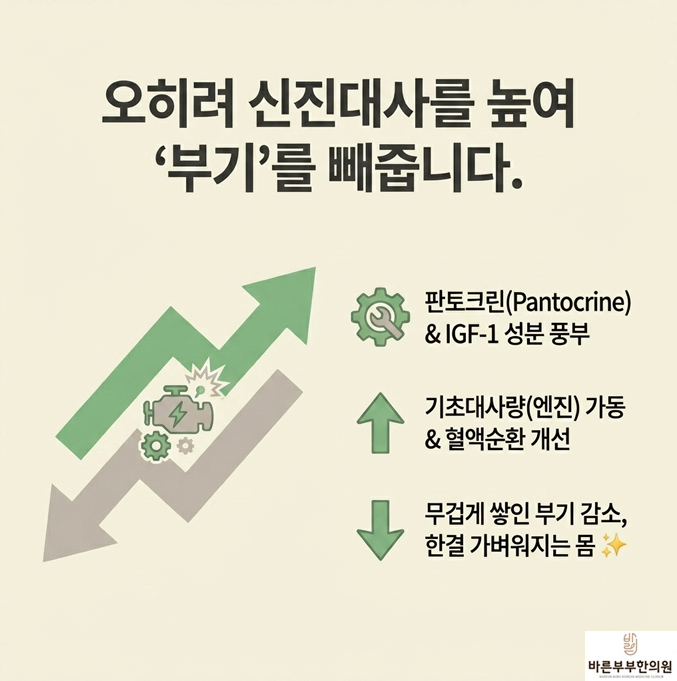 녹용은 오히려 살을 빠지게 합니다