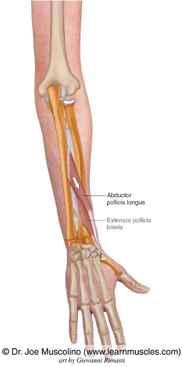 출처 : https://learnmuscles.com/glossary/abductor-pollicis-longus/