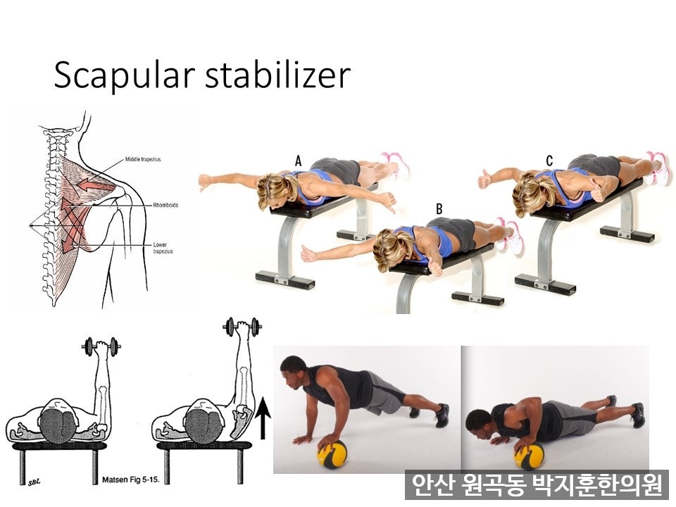 우측 상단의 그림은 능형근, 하부승모근, 중부승모근을 강화하는 훈련입니다. 대부분 사람들은 하부승모근이 약해져 있지요.