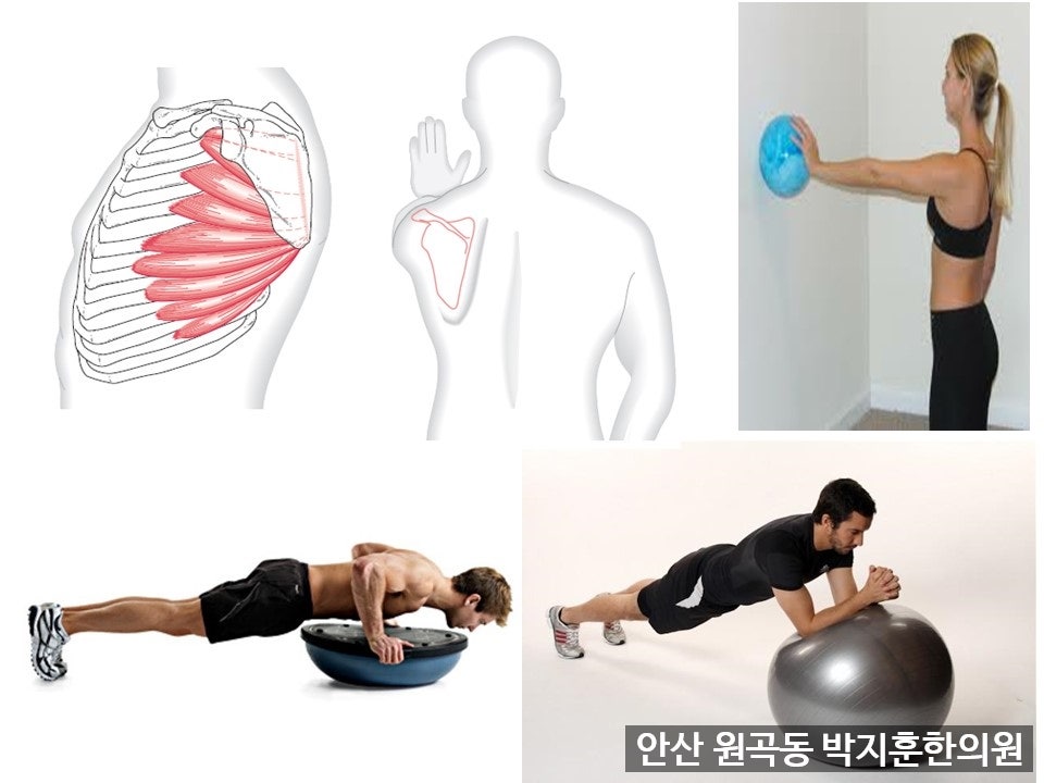 전거근, 승모근, 능형근 들이 리드미컬하게 작동하게 훈련시키는 것 + 밸런스 트레이닝을 병행합니다