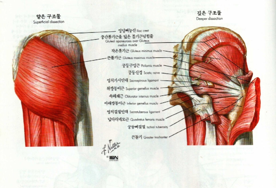 궁둥구멍근