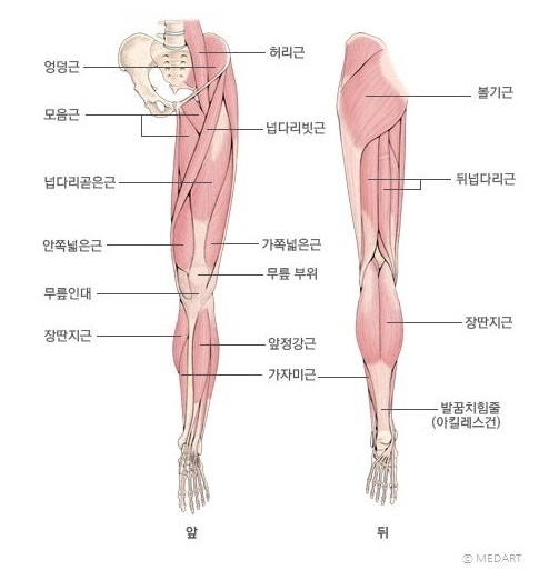 네이버 백과사전 출처 하지근육