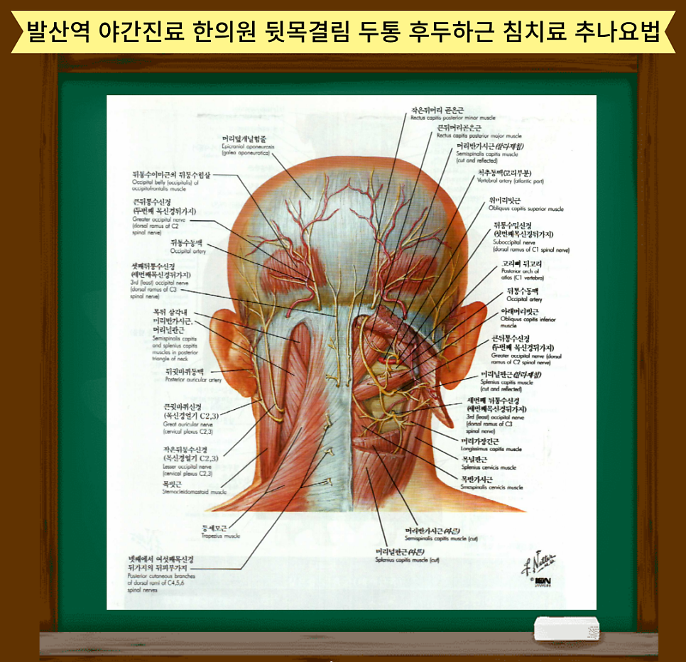 출처: Netter's 근골격계 간결해부학●Netter's●Concise Atlas of●Orthopaedic Anatomy김경수 경만호 김은하 류호성 안강 오기창 이영진 이종원 조성우 현제영Jon C Thompson , MD