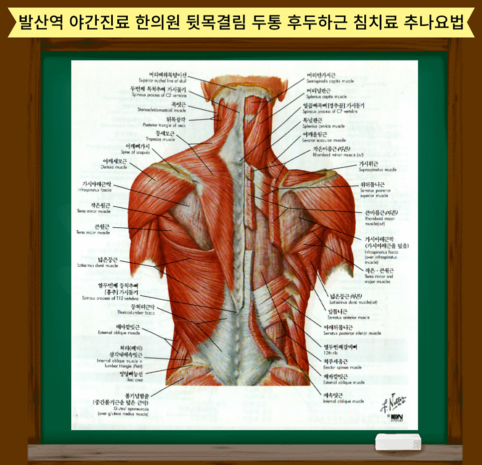 출처: Netter's 근골격계 간결해부학●Netter's●Concise Atlas of●Orthopaedic Anatomy김경수 경만호 김은하 류호성 안강 오기창 이영진 이종원 조성우 현제영Jon C Thompson , MD