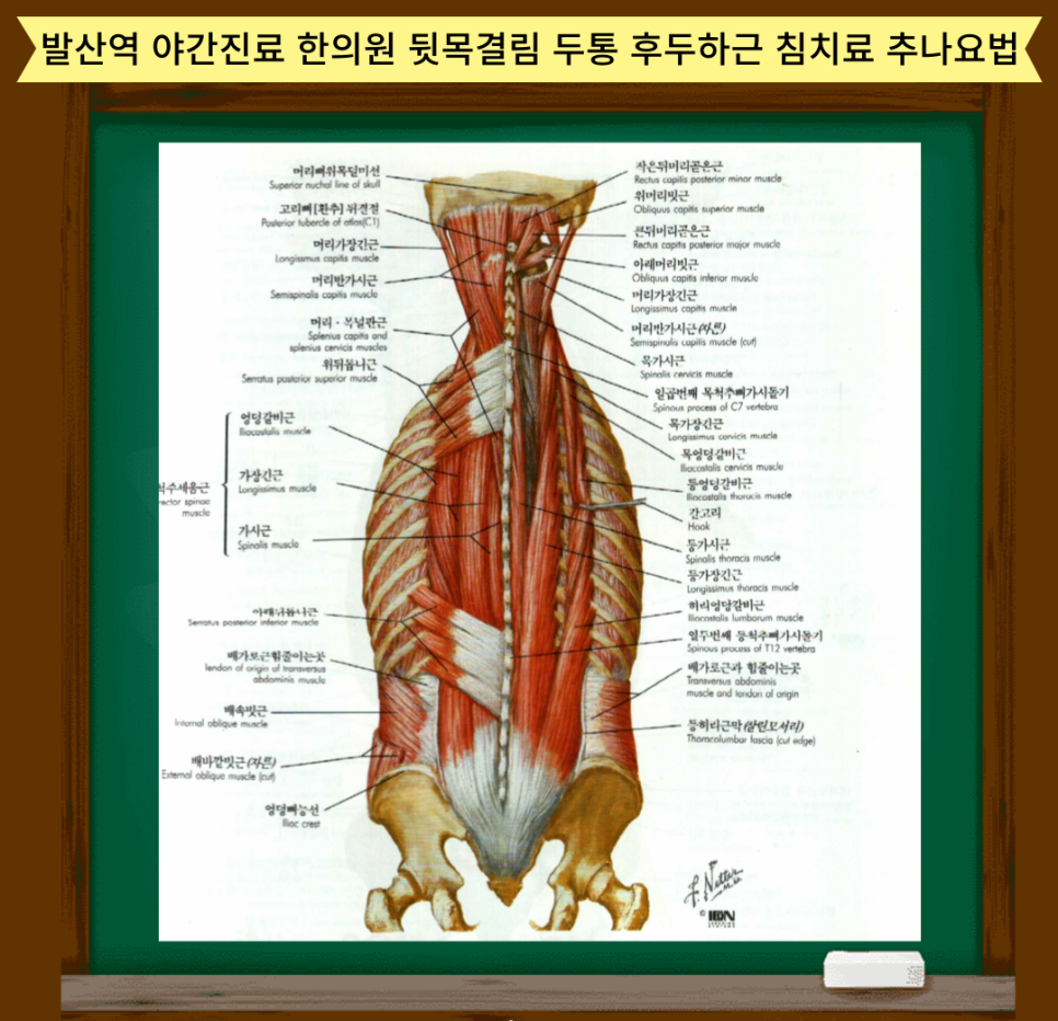 출처: Netter's 근골격계 간결해부학●Netter's●Concise Atlas of●Orthopaedic Anatomy김경수 경만호 김은하 류호성 안강 오기창 이영진 이종원 조성우 현제영Jon C Thompson , MD