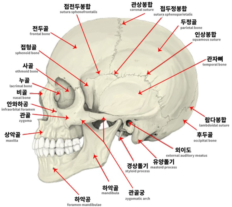 분당 쏘굳한의원 두개천골추나 CST